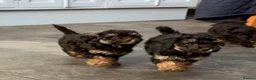 Toy Poodle dogs for sale: 3 Stunning Phantom KC Toy Poodle Puppies - Advert 5
