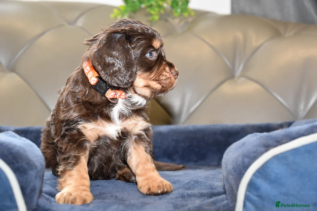 Cocker Spaniel dogs for sale: Kc Reg  Cocker Spaniel Puppies Health Tested - Advert 5