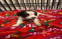 English Springer Spaniel dogs for sale: Beautiful litter of 11 springer spaniel puppies  - Advert 6