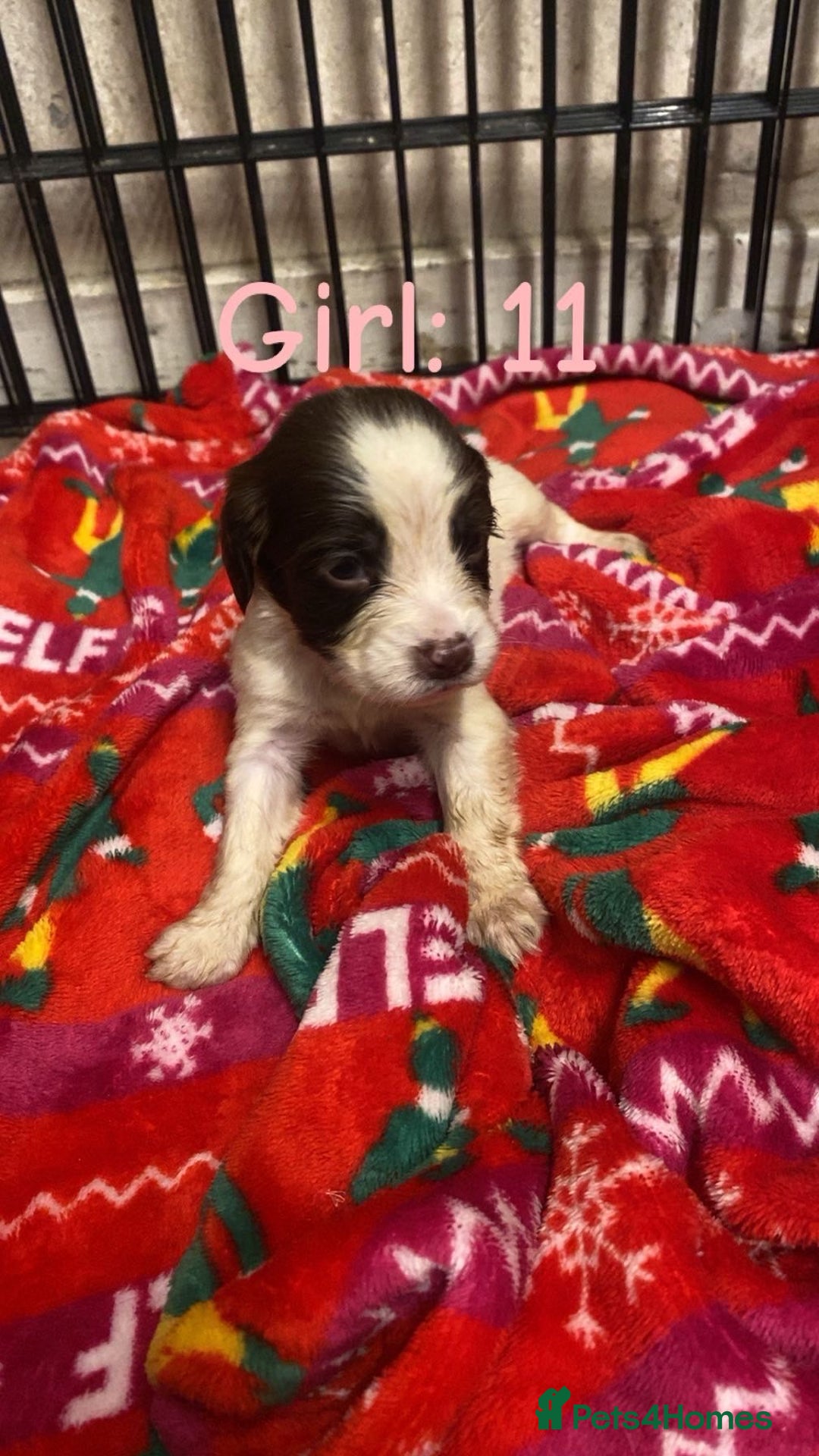 English Springer Spaniel dogs for sale: Beautiful litter of 11 springer spaniel puppies  - Advert 6