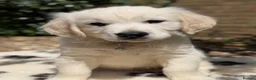 Golden Retriever dogs for sale: Stunning Goldens-Parents are School Wellbeing dogs - Advert 4
