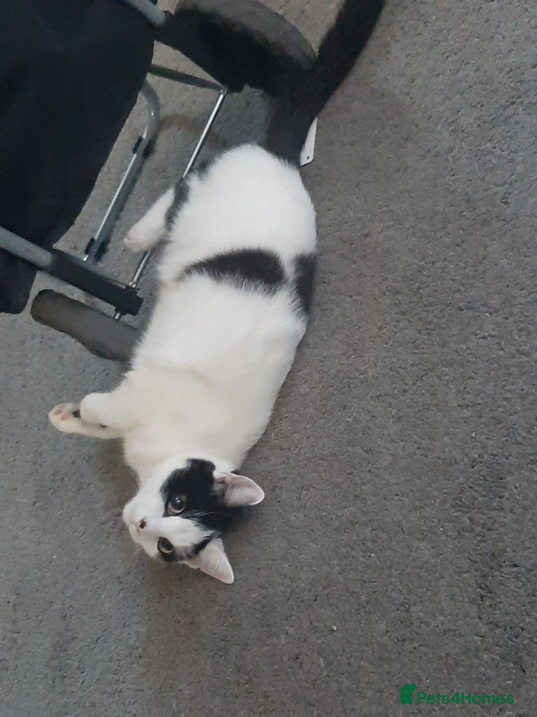 Russian Blue cats for sale: 2 kittens, very playful and loving - Advert 5