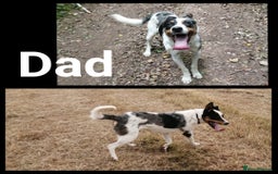 Mixed Breed dogs for sale: Beautiful lurcher puppies - Image 3