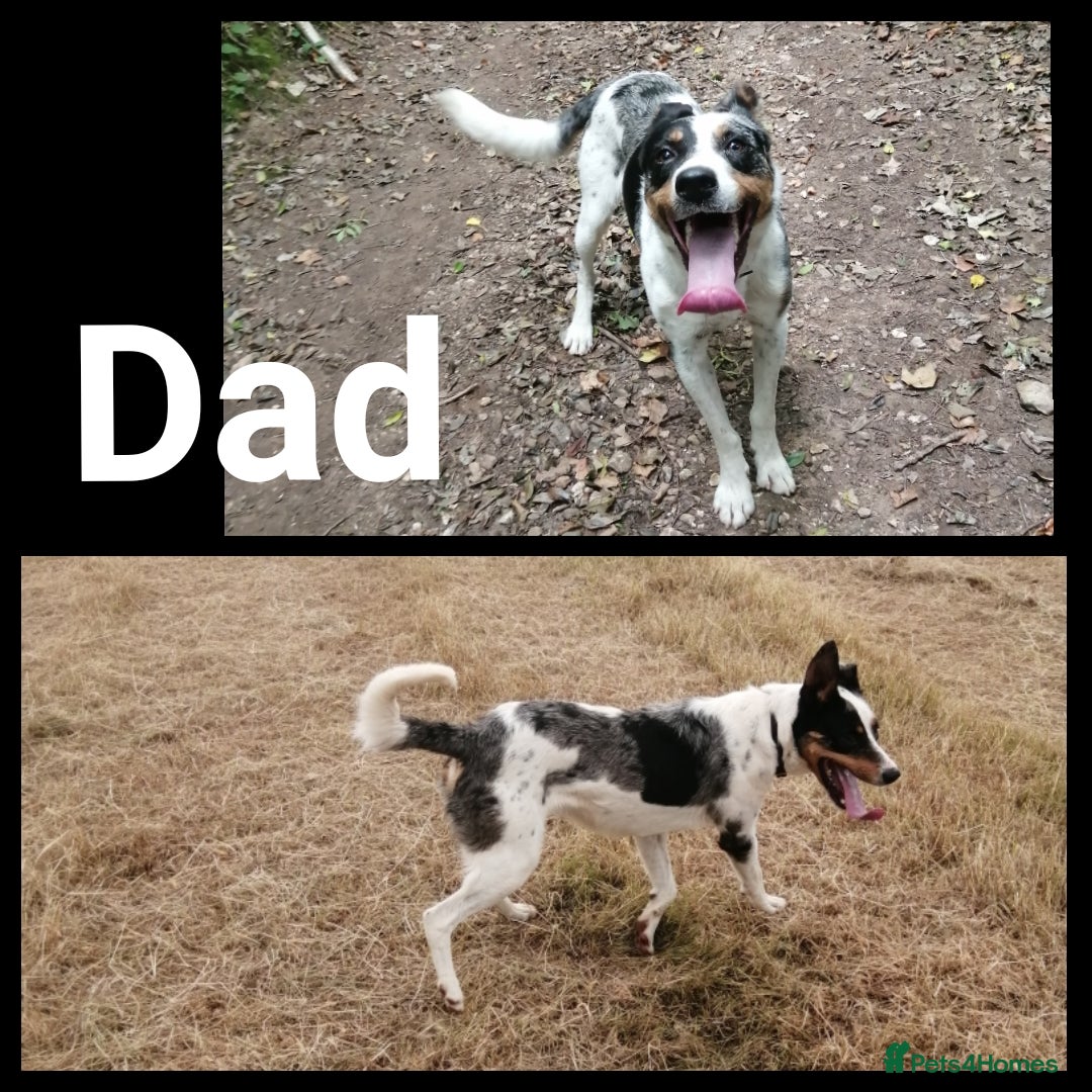 Mixed Breed dogs for sale: Beautiful lurcher puppies - Image 3