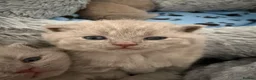 British Shorthair cats for sale: GCCF registered Lilac Kittens  - Advert 7