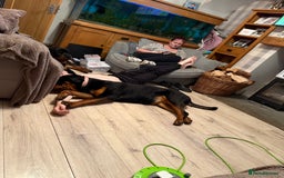 Rottweiler dogs for sale: 1 year old female Rottweiler for sale  - Advert 2