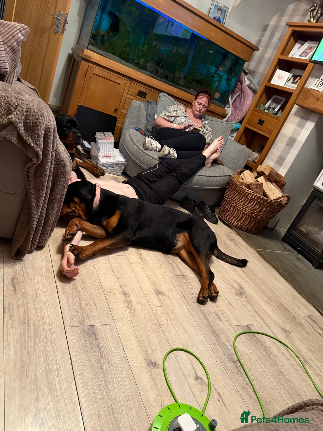 Rottweiler dogs for sale: 1 year old female Rottweiler for sale  - Advert 2