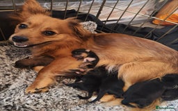 Mixed Breed dogs for sale: Porkies (Pom x Yorkie) Puppies! - Image 2