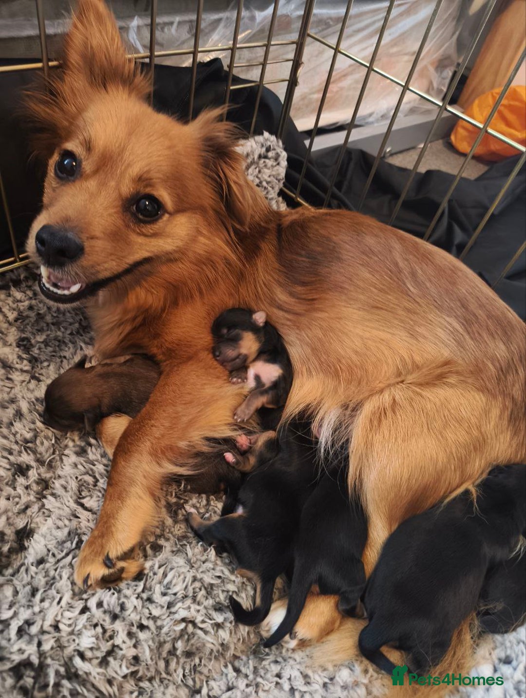 Mixed Breed dogs for sale: Porkies (Pom x Yorkie) Puppies! - Image 2