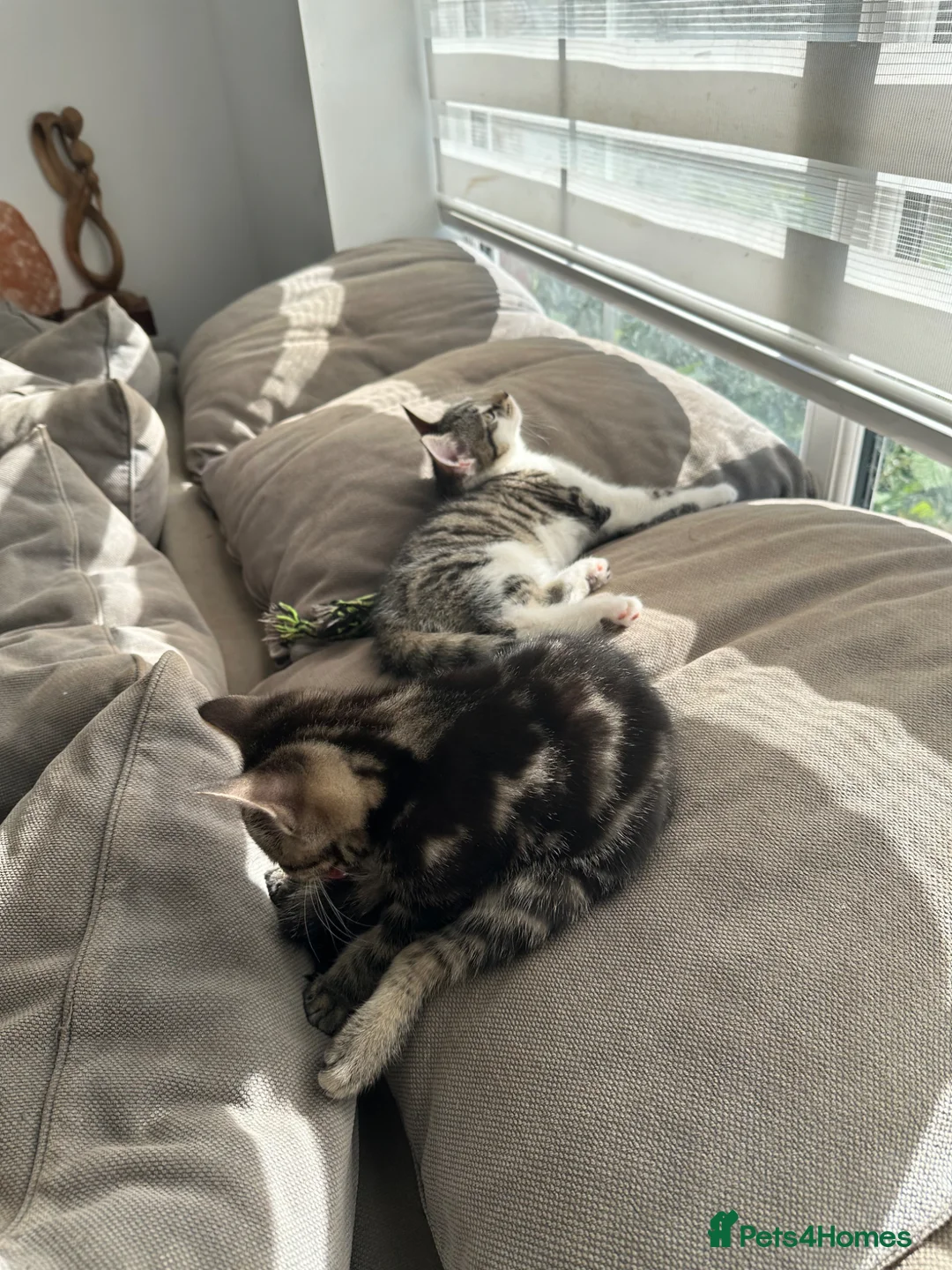 Mixed Breed cats for sale: Absolutely gorgeous female kitten for sale - Advert 7