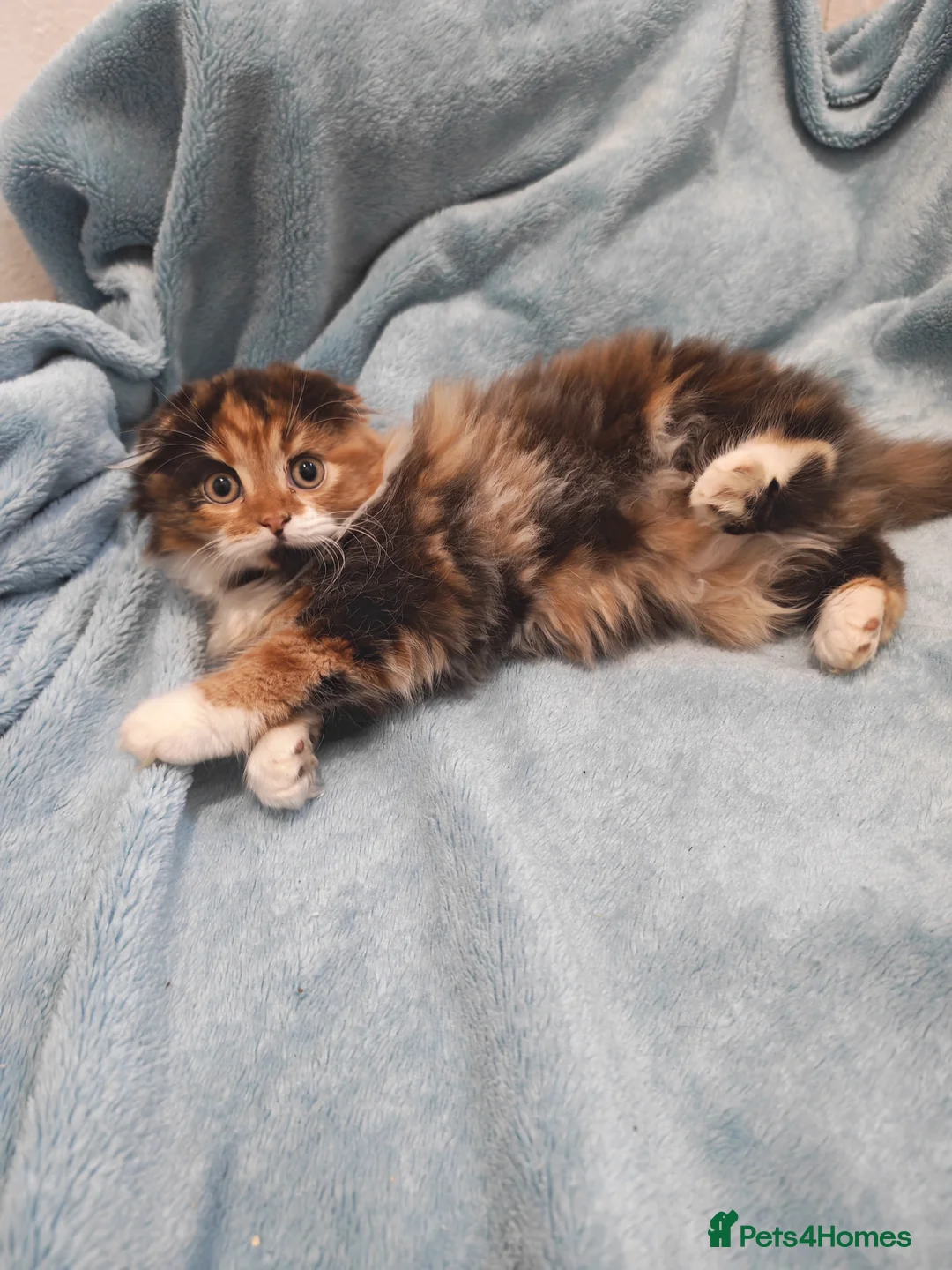 Mixed Breed cats for sale: Sccotis flod & Fluffy kittens VIDEOS - Advert 17