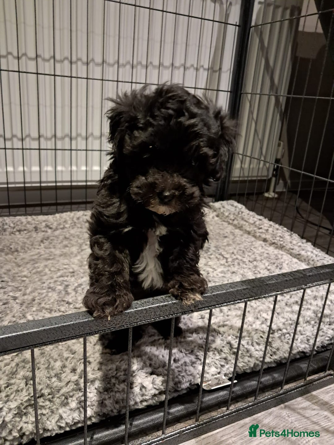 Maltipoo dogs for sale: Maltipoo pups ready now  - Advert 5