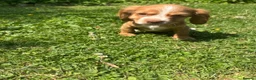 Cocker Spaniel dogs for sale: 4 cocker spaniel girls looking for new homes  in Wisbech - Advert 5