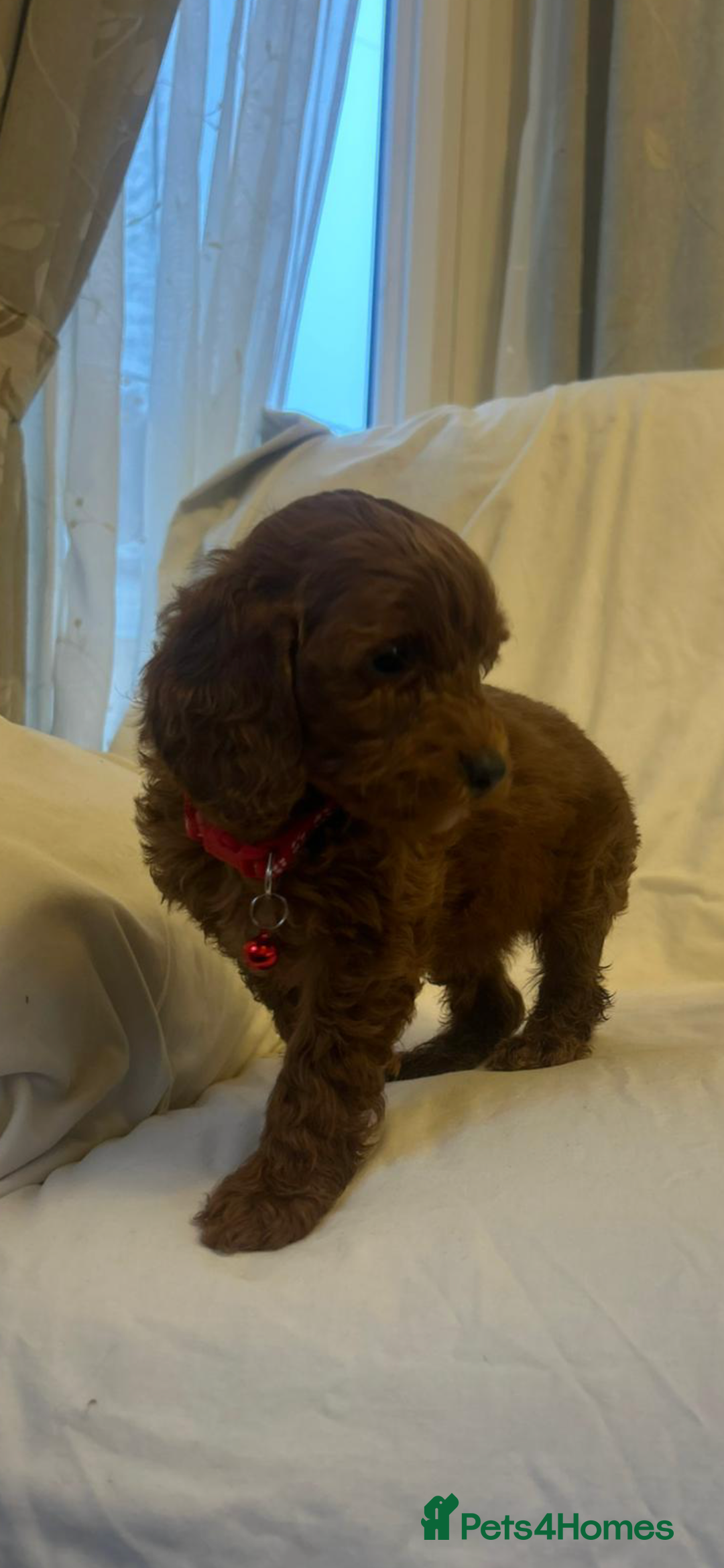 Cockapoo dogs for sale: Cockapoos - Advert 5