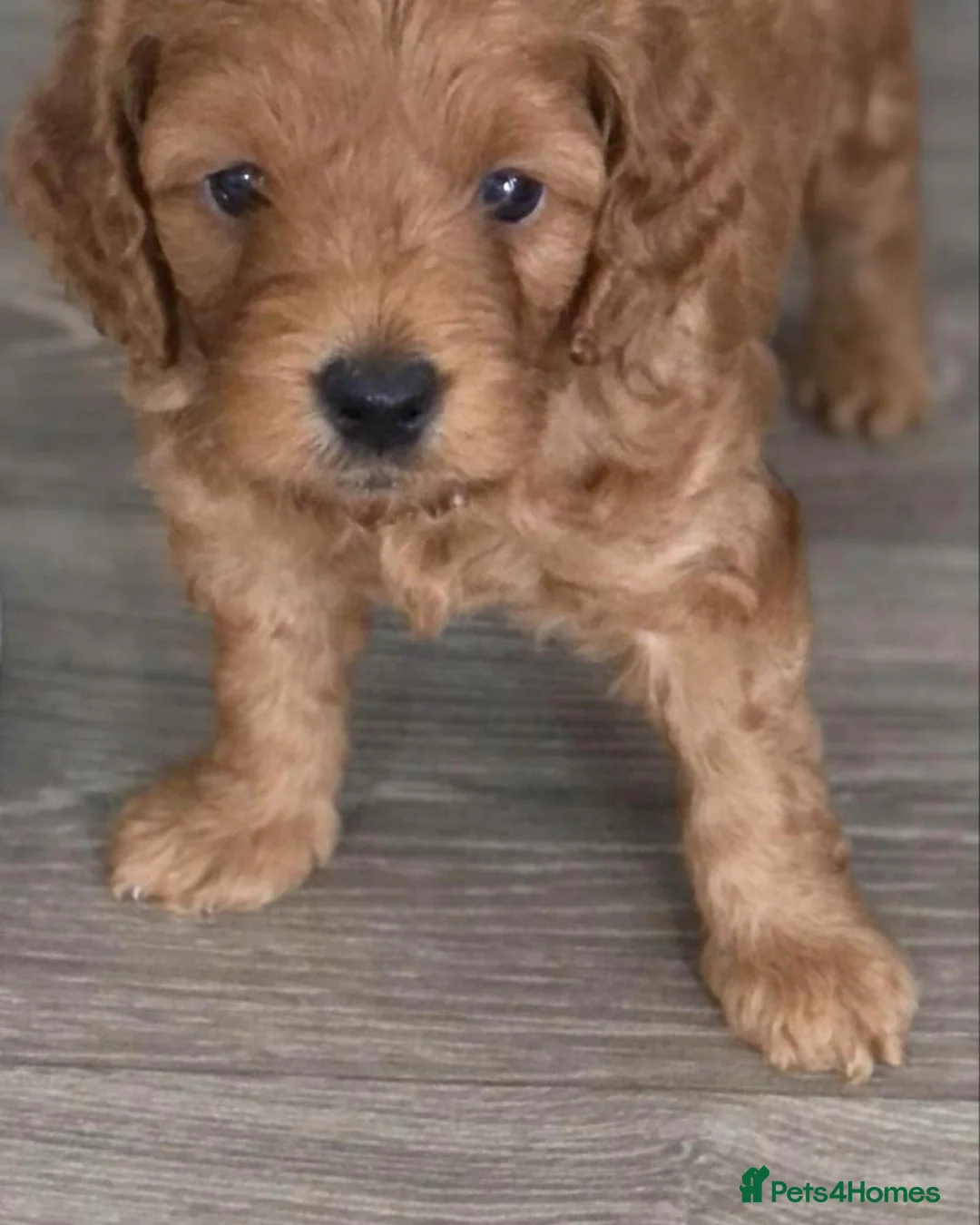 Toy Poodle dogs for stud: Proven Toy Poodle For Stud in Canterbury - Advert 11