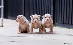 American Bully dogs for sale: REAL QUALITY BULLYS  - Image 10