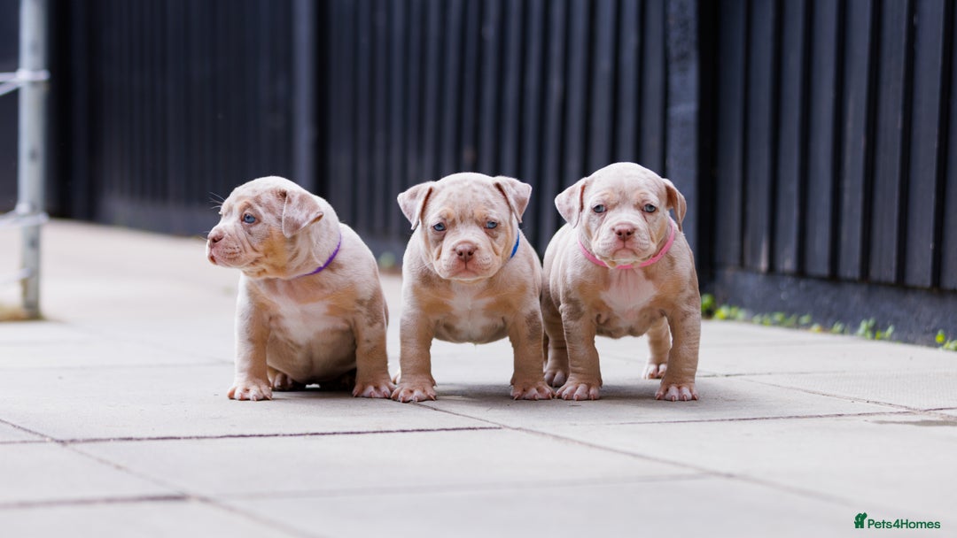 American Bully dogs for sale: REAL QUALITY BULLYS  - Image 10
