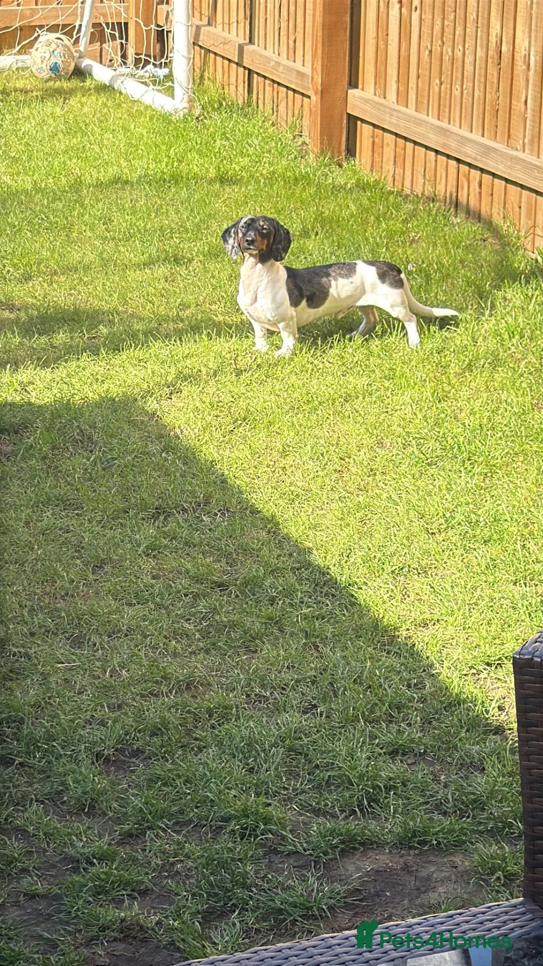 Miniature Dachshund dogs for sale: Rehoming my beautiful Miniature dachshund  - Advert 2