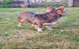 French Bulldog dogs for stud: Mr Fluffy son of Don Corleone  - Image 6