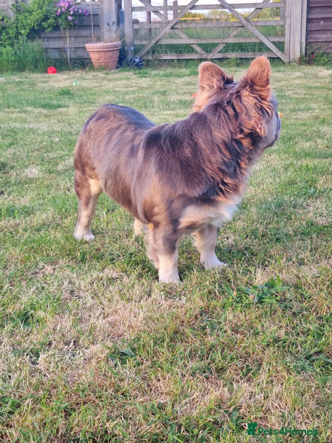 French Bulldog dogs for stud: Mr Fluffy son of Don Corleone  - Image 6