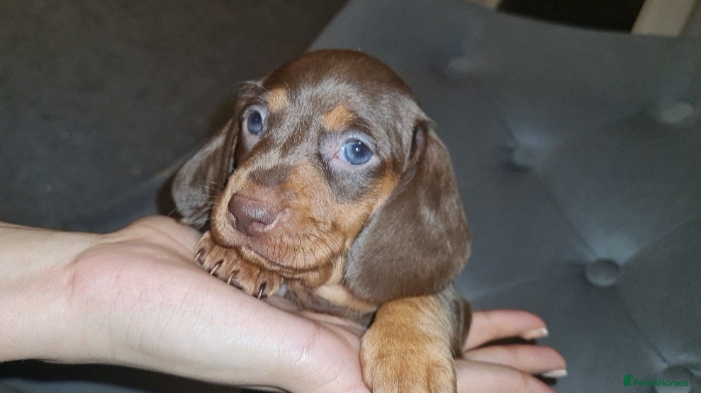 Miniature Dachshund dogs 🩷🐶 BEAUTIFUL  dachshunds puppy 🩷🐶 - Advert 18