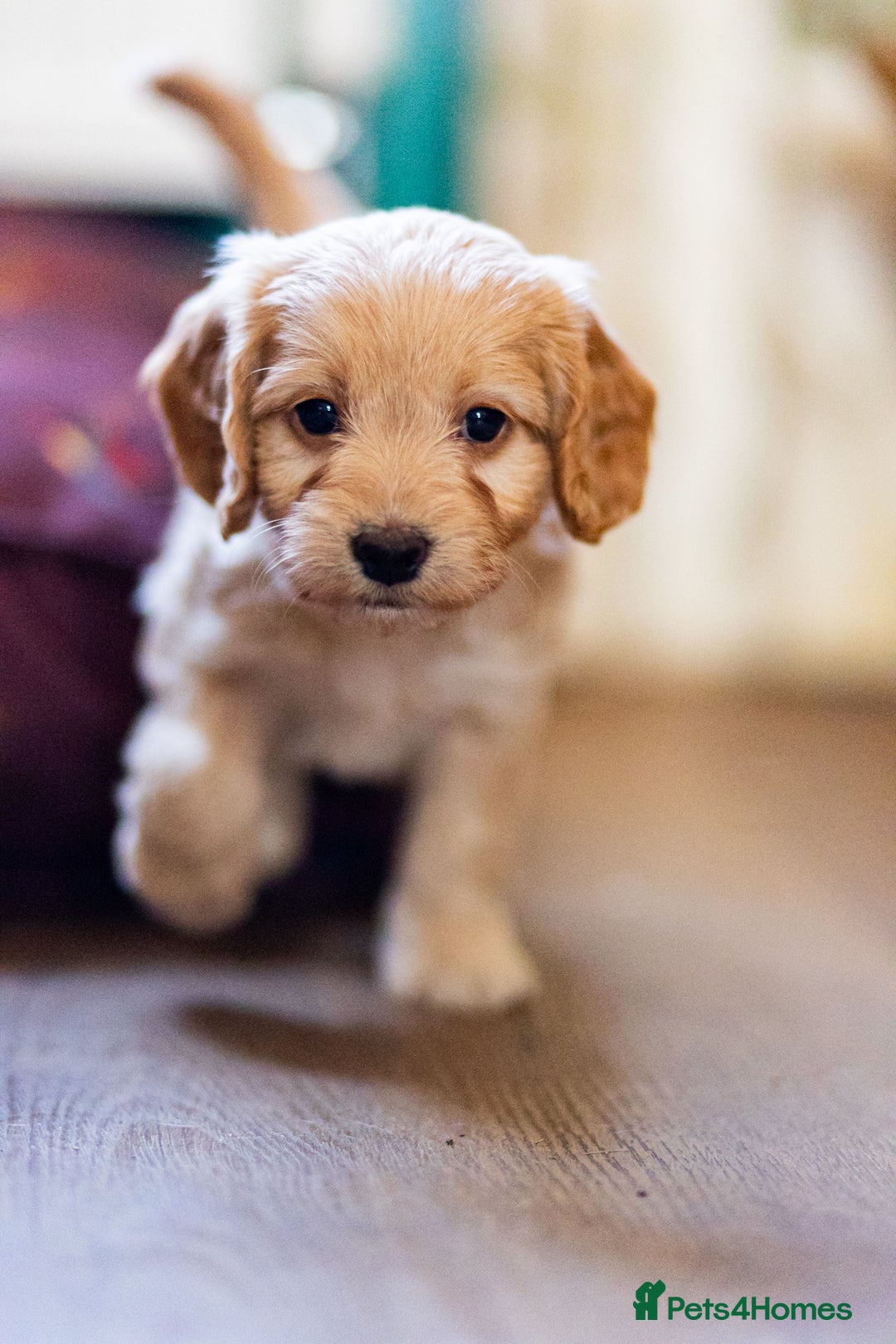 Cockapoo dogs for sale: Working Cockerpoos - Image 8