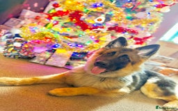 German Shepherd dogs for sale: German Sheppard  - Image 4