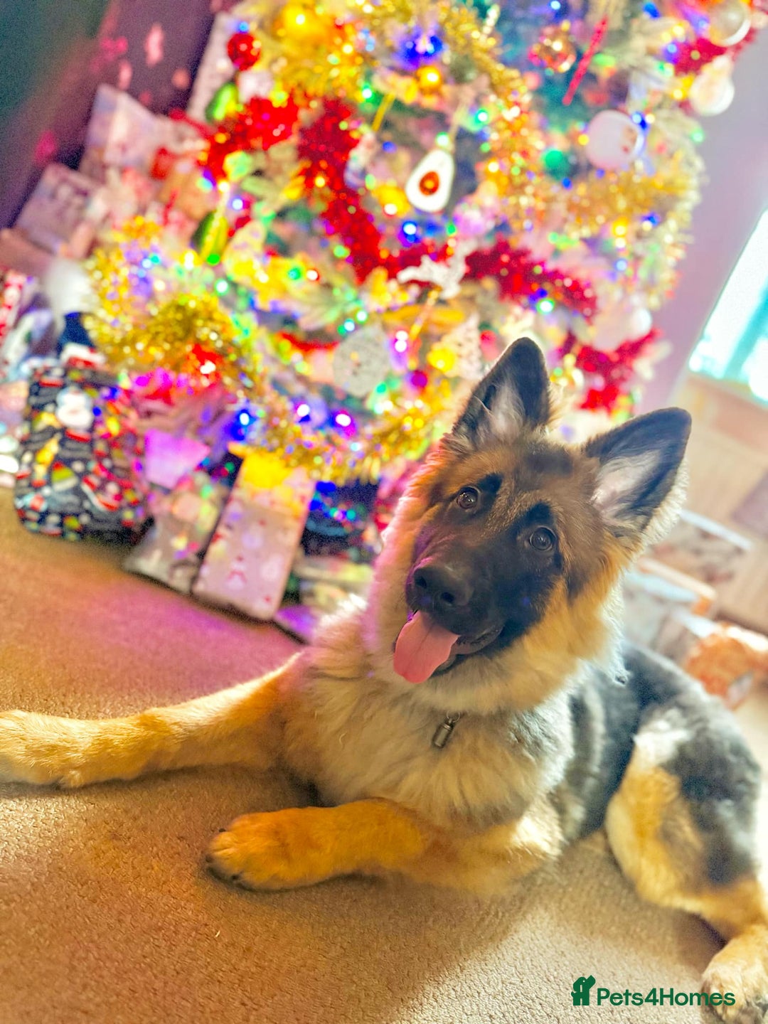 German Shepherd dogs for sale: German Sheppard  - Image 4