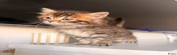 Mixed Breed cats for sale: half mainecoon half bengal kittens in Camberley - Advert 4