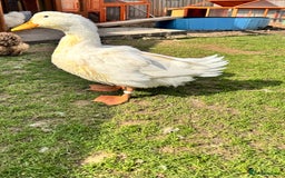 Ducks poultry for sale: Mixed ducks  - Image 1