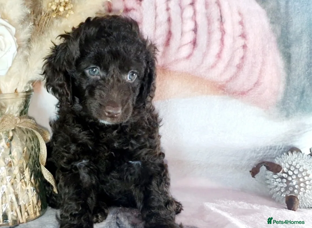 Mixed Breed dogs for sale: STUNNING RARE COLOURS F1B GOLDENDOODLE LITTER - Advert 39