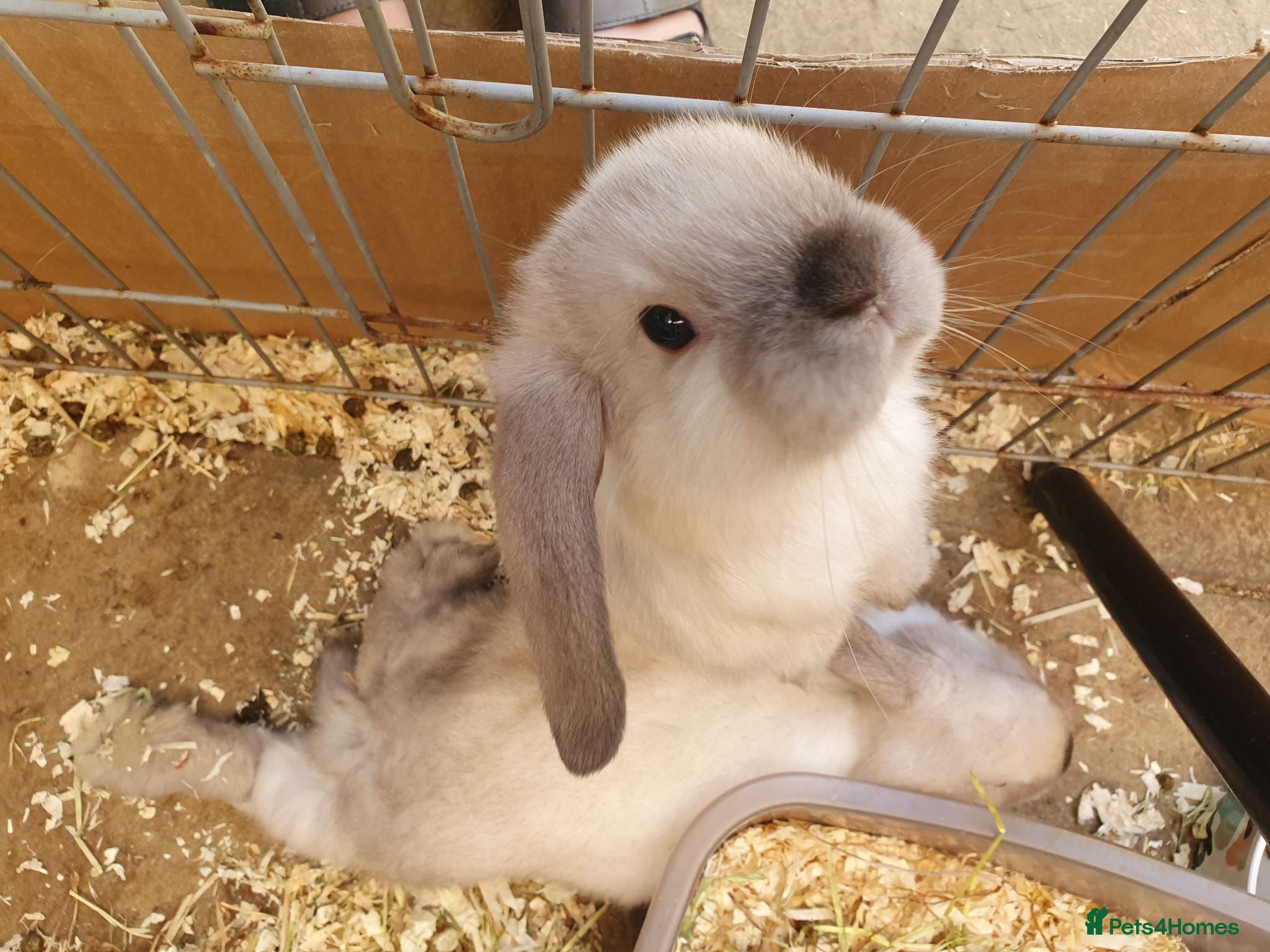 Mini Lop rabbits Friendly vaccinated baby mini lops  - Advert 1