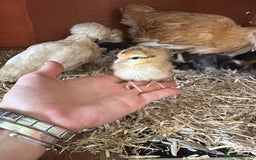 Chickens poultry for sale: week old chicks  - Image 1