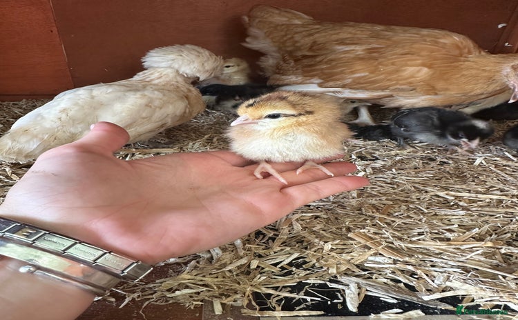 Chickens poultry - Advert 6