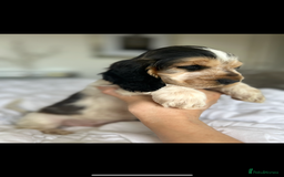 Cocker Spaniel dogs for sale: OUTSTANDING KC REG SHOW COCKER SPANIEL PUPPIES  - Image 10
