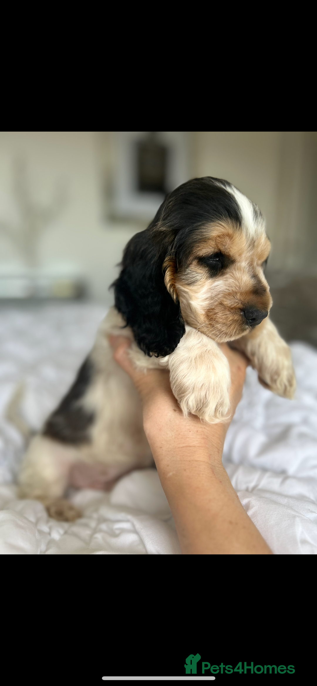 Cocker Spaniel dogs for sale: OUTSTANDING KC REG SHOW COCKER SPANIEL PUPPIES  - Image 10