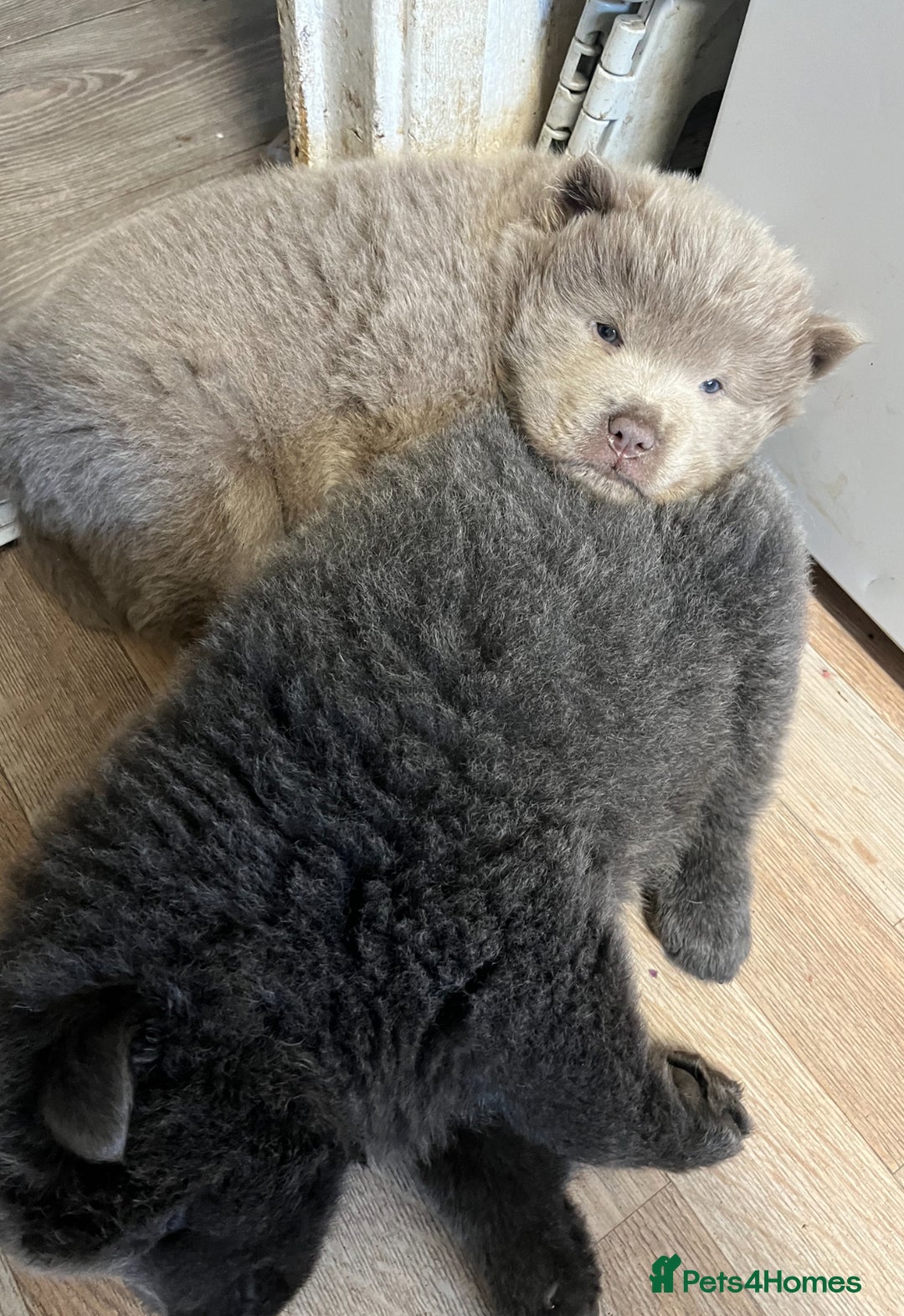 Chow Chow dogs for sale: 6 beautiful lilac & blue chow chows 😻 - Advert 2