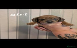 Miniature Dachshund dogs for sale: Miniature Dachshund Puppies For Sale  - Advert 4