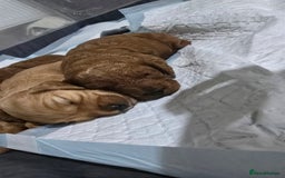 Cockapoo dogs for sale: Beautiful cockapoo puppies - Advert 2