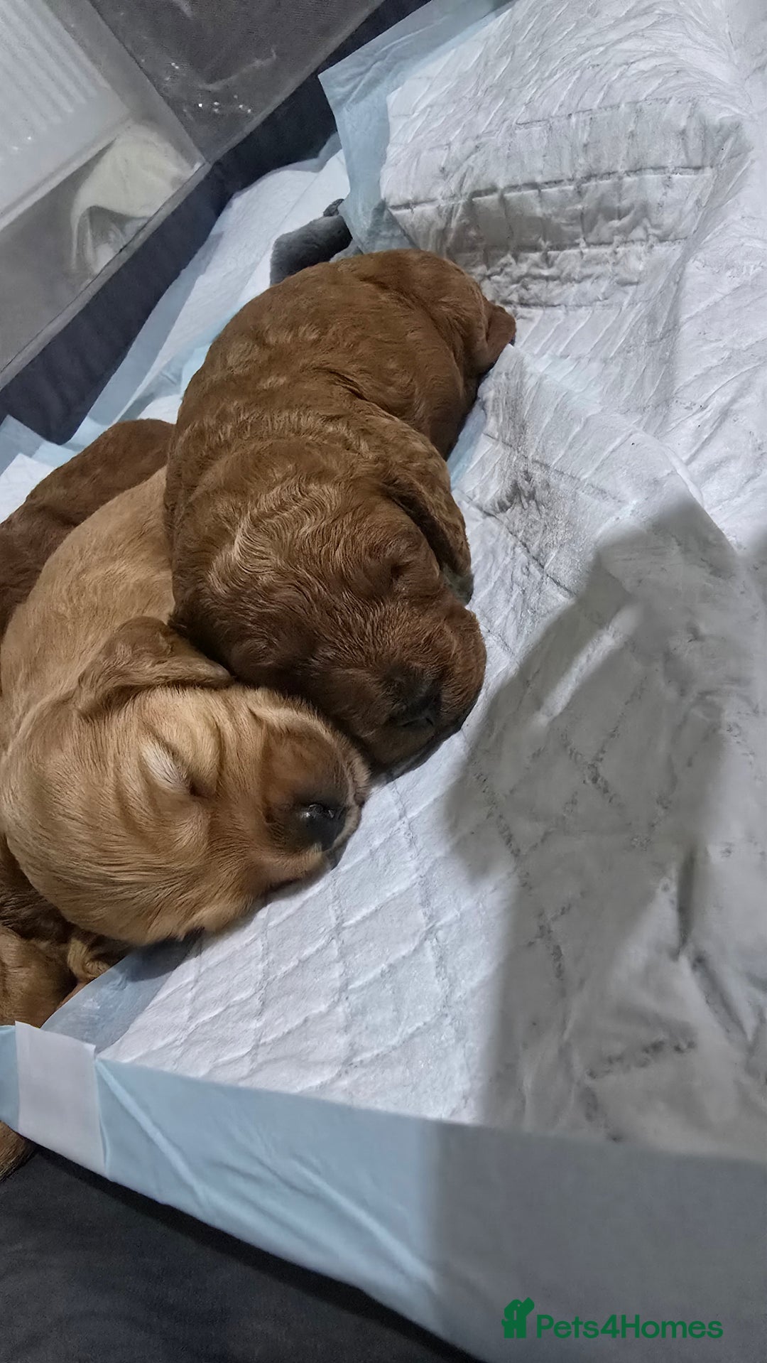 Cockapoo dogs for sale: Beautiful cockapoo puppies - Advert 2