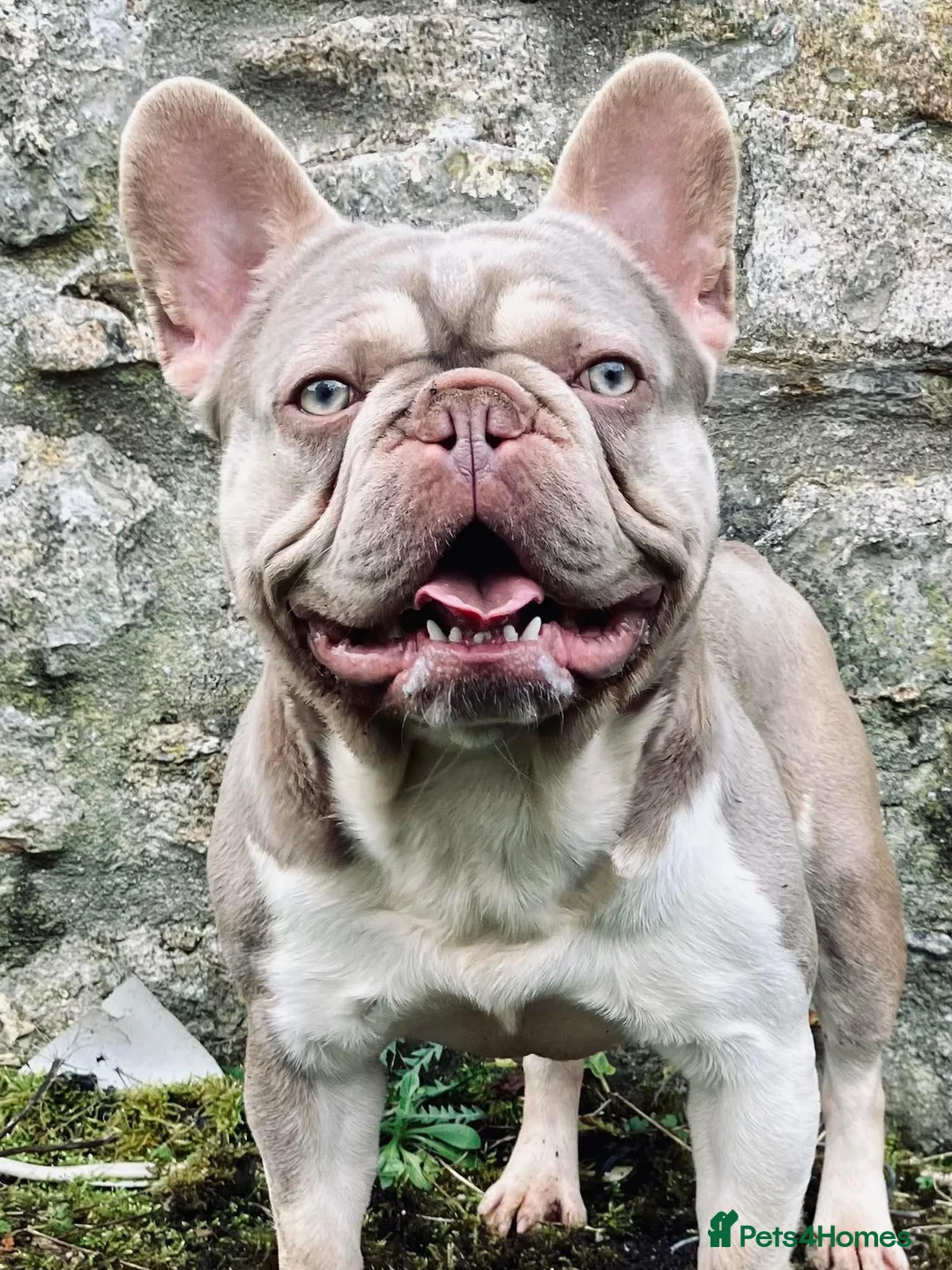 French Bulldog dogs for stud: ⭐️KCREG 4 PANEL CLEAR NEW SHADE ISABELLA PIED STUD in Gunnislake - Advert 9