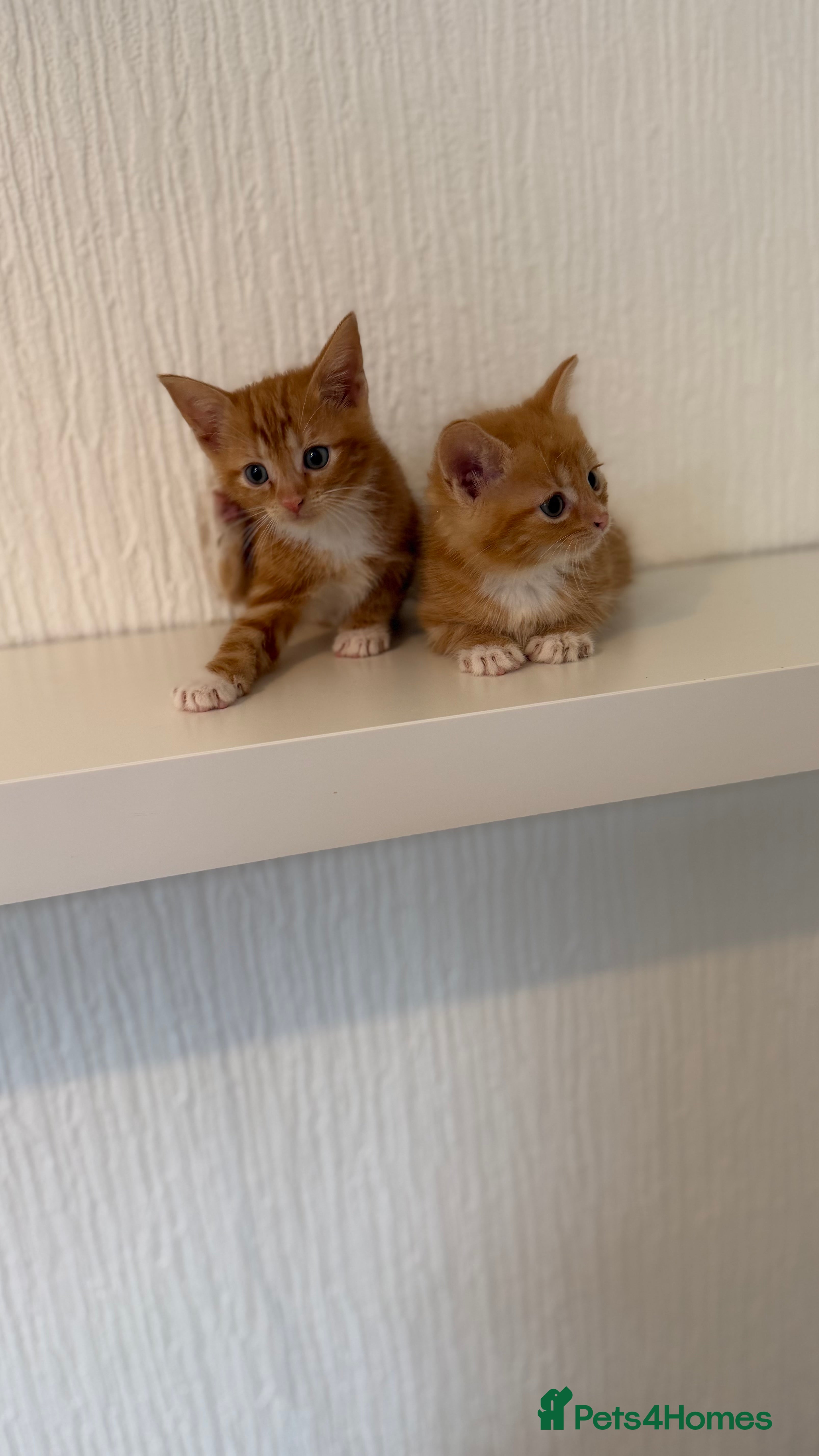 Mixed Breed cats British shorthair x ragdoll  - Advert 4