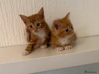 Mixed Breed cats British shorthair x ragdoll - Advert 4