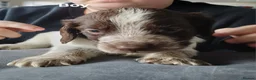 Sprocker dogs for sale: sprocker pups in King's Lynn - Advert 4
