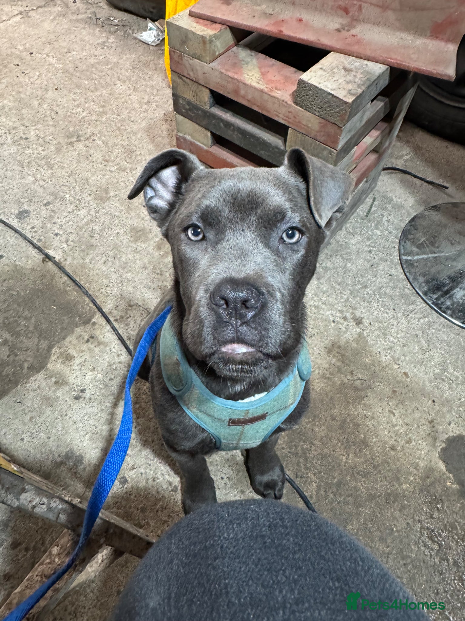 Cane Corso dogs Skye  - Advert 8