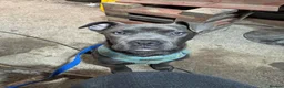 Cane Corso dogs for sale: Skye  - Advert 1