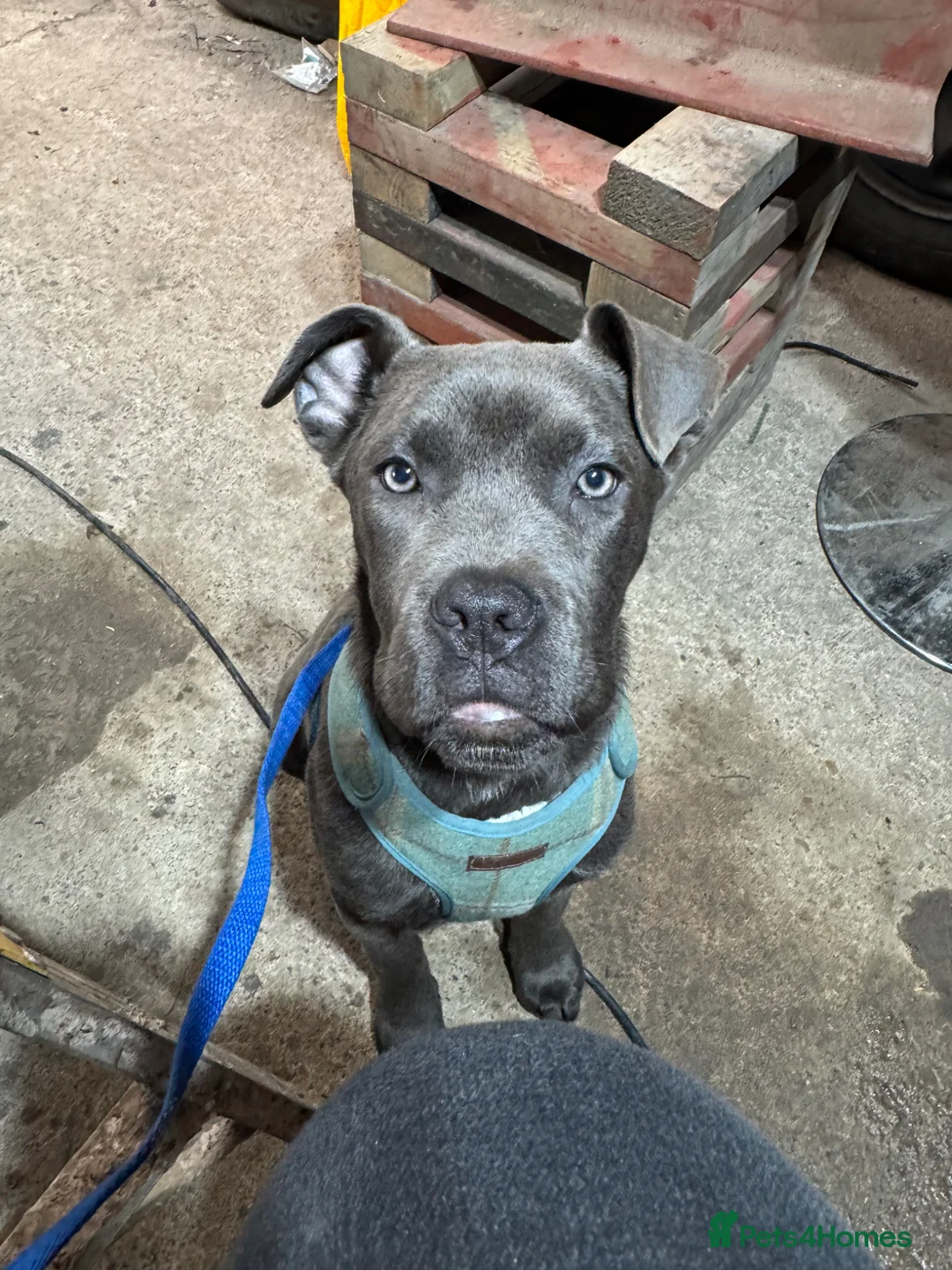 Cane Corso dogs for sale: Skye  - Advert 1
