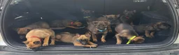 Belgian Shepherd Dog dogs for sale: Belgium Mali pups - Advert 6