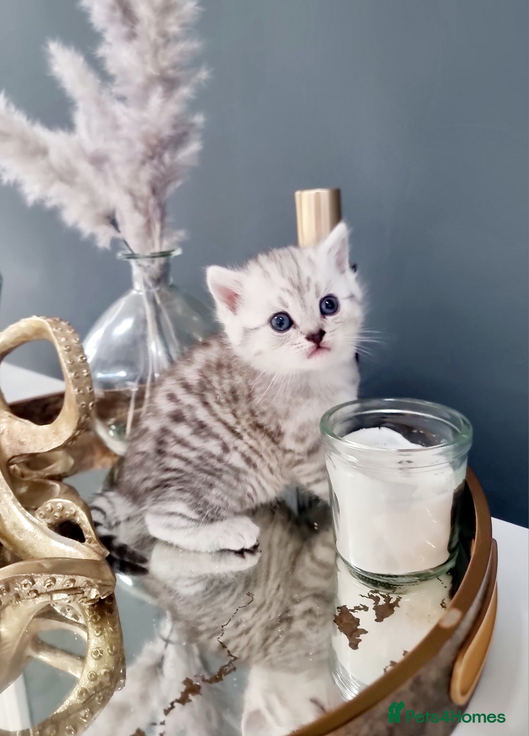 British Shorthair cats for sale: Blue eyed Silver tabby shaded BSH x Russian blue  - Image 5