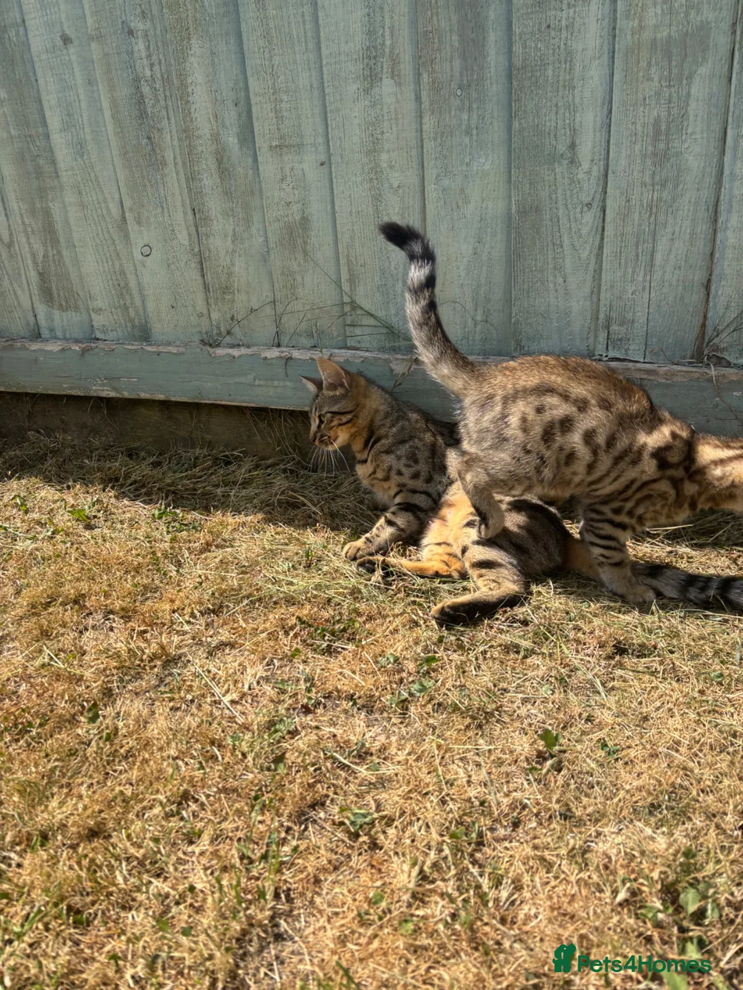 Mixed Breed cats for sale: One left bengal cross boy ready now  - Advert 2